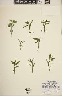 Gratiola virginiana image