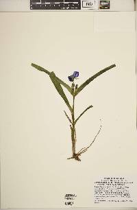 Tradescantia virginiana image