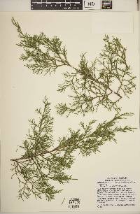 Juniperus virginiana var. virginiana image