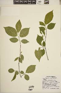 Prunus serotina var. serotina image