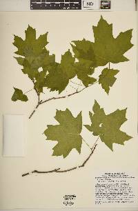 Acer saccharum var. schneckii image