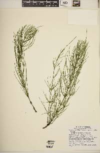 Equisetum arvense subsp. arvense image