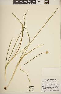 Allium canadense var. canadense image