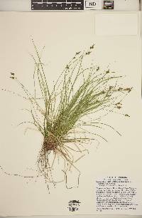 Carex albicans var. albicans image