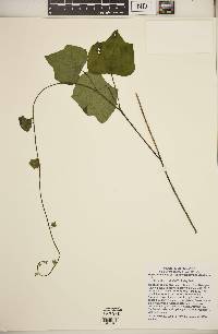 Menispermum canadense image