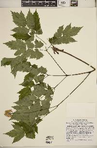 Actaea pachypoda image