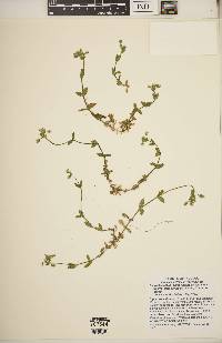 Cerastium fontanum subsp. vulgare image