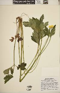 Ranunculus bulbosus image