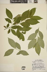 Prunus serotina var. serotina image