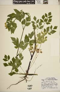 Thaspium barbinode image