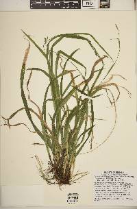 Carex laxiculmis var. copulata image