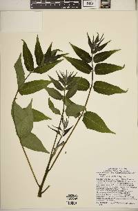 Ailanthus altissima image