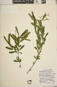 Hypericum prolificum image