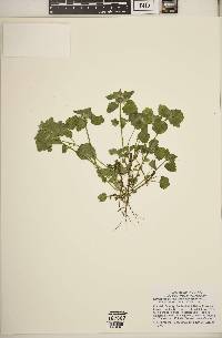 Lamium purpureum image