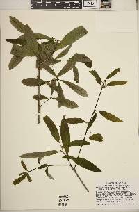 Quercus imbricaria image