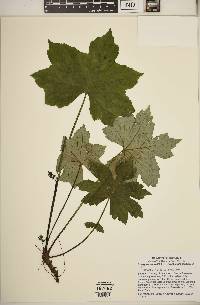 Hydrophyllum canadense image