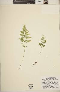 Cystopteris protrusa image