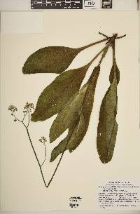 Cynoglossum virginianum var. virginianum image