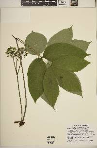 Aralia nudicaulis image