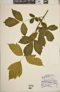 Acer negundo var. negundo image