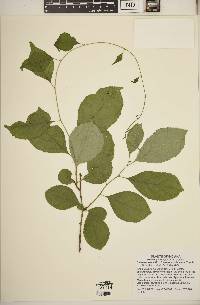 Celastrus orbiculatus image