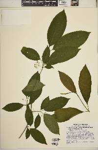 Euonymus atropurpureus var. atropurpureus image