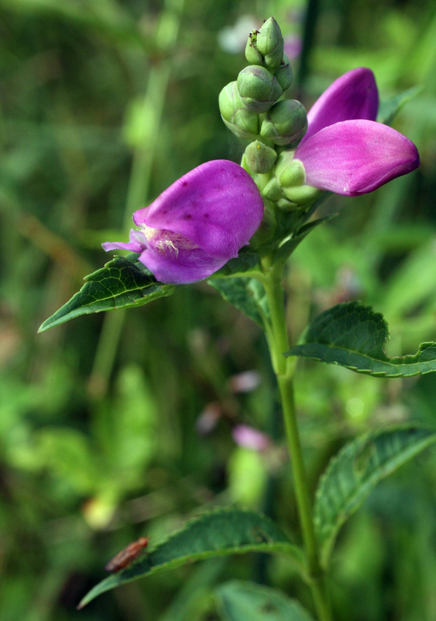 Chelone obliqua var. speciosa image