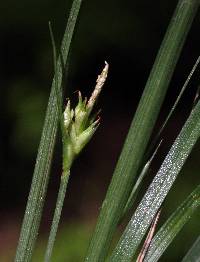 Image of Carex willdenowii