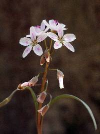 Image of Claytonia virginica