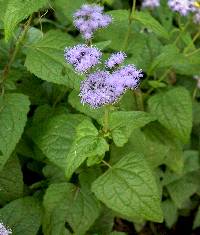 Image of Eupatorium coelestinum