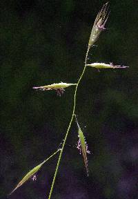 Image of Danthonia spicata