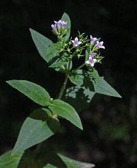 Image of Houstonia purpurea