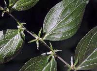 Lithospermum latifolium image