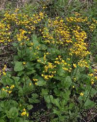 Image of Senecio aureus