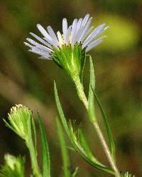 Image of Aster borealis