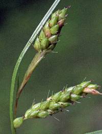 Image of Carex davisii