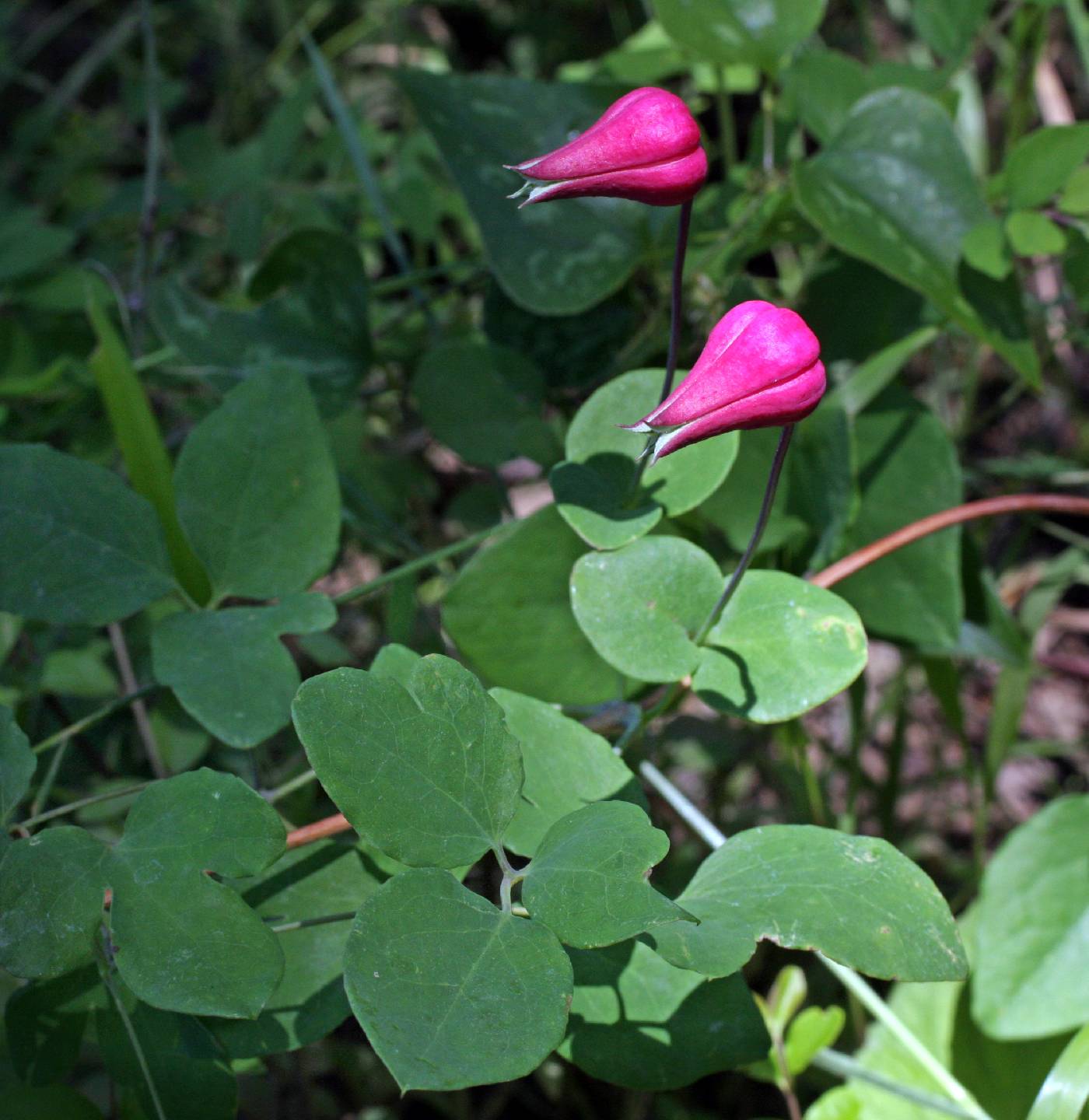 Clematis glaucophylla image