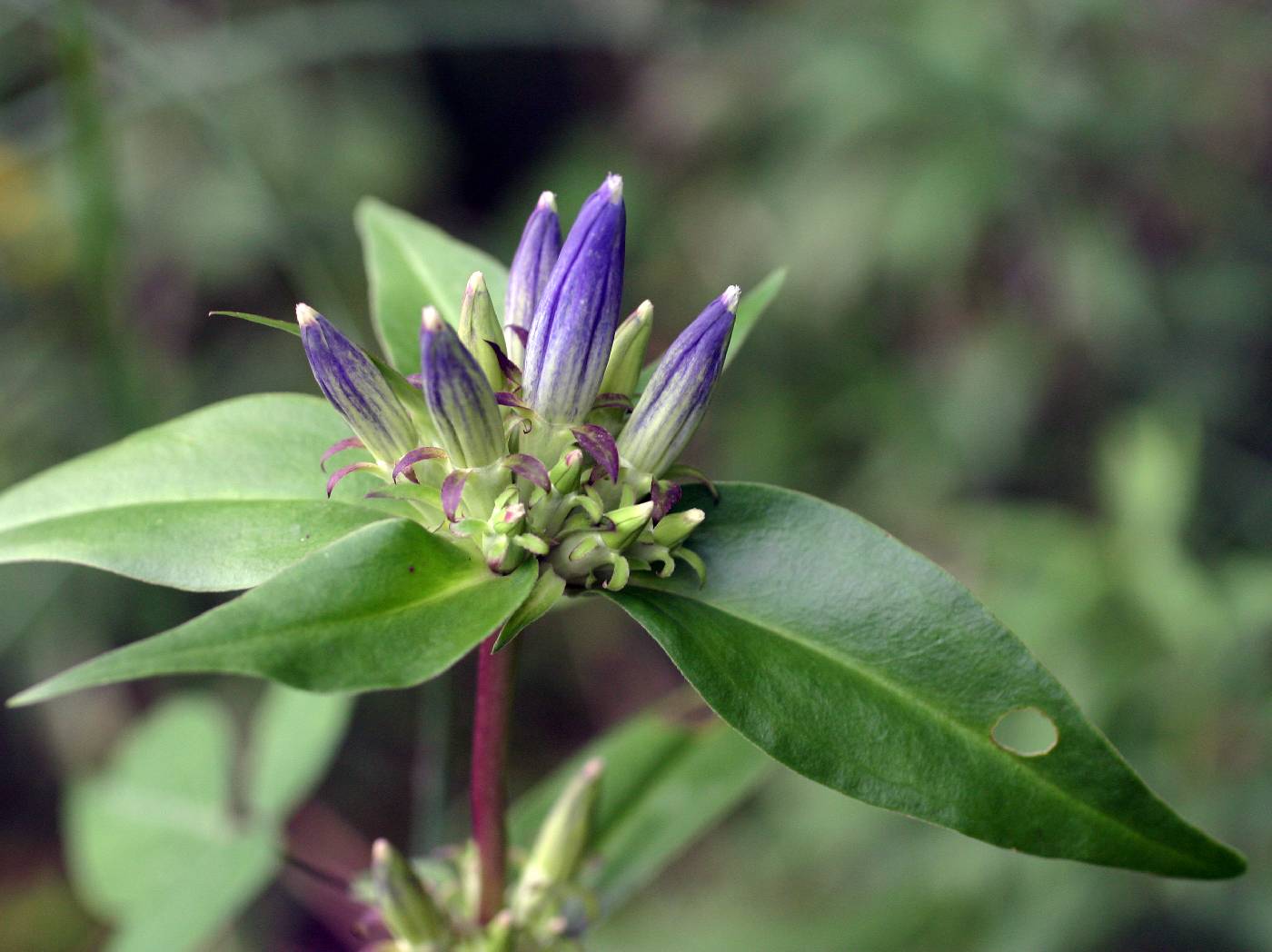 Gentiana andrewsii var. andrewsii image