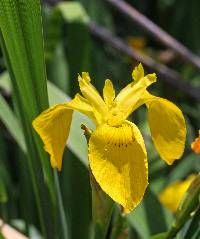 Image of Iris pseudacorus