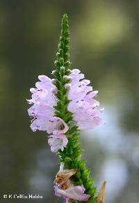 Physostegia virginiana image