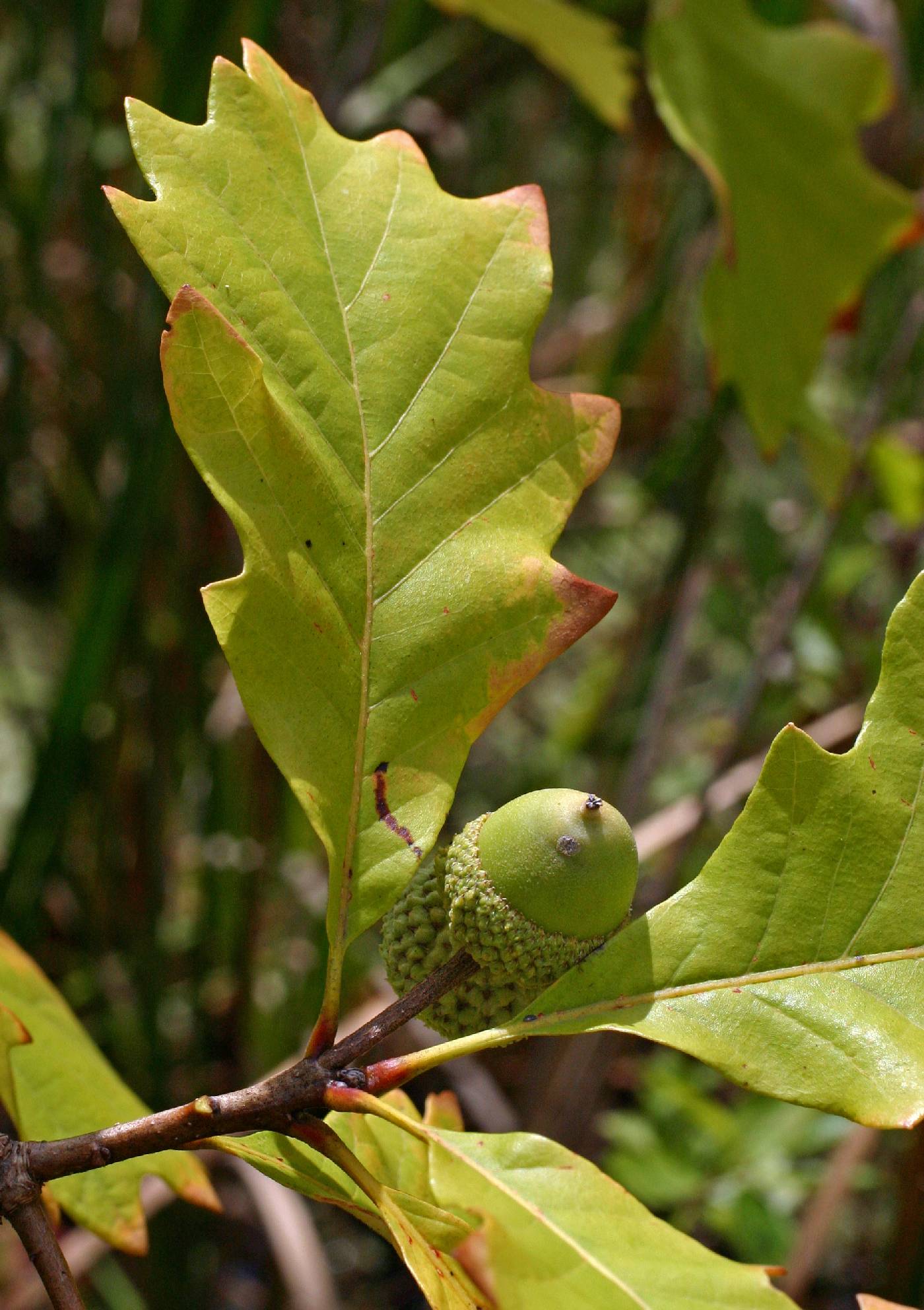 Quercus bicolor image