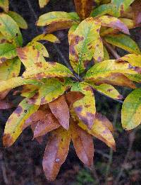 Image of Quercus imbricaria