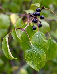 Image of Rhamnus cathartica