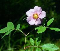 Rosa palustris image