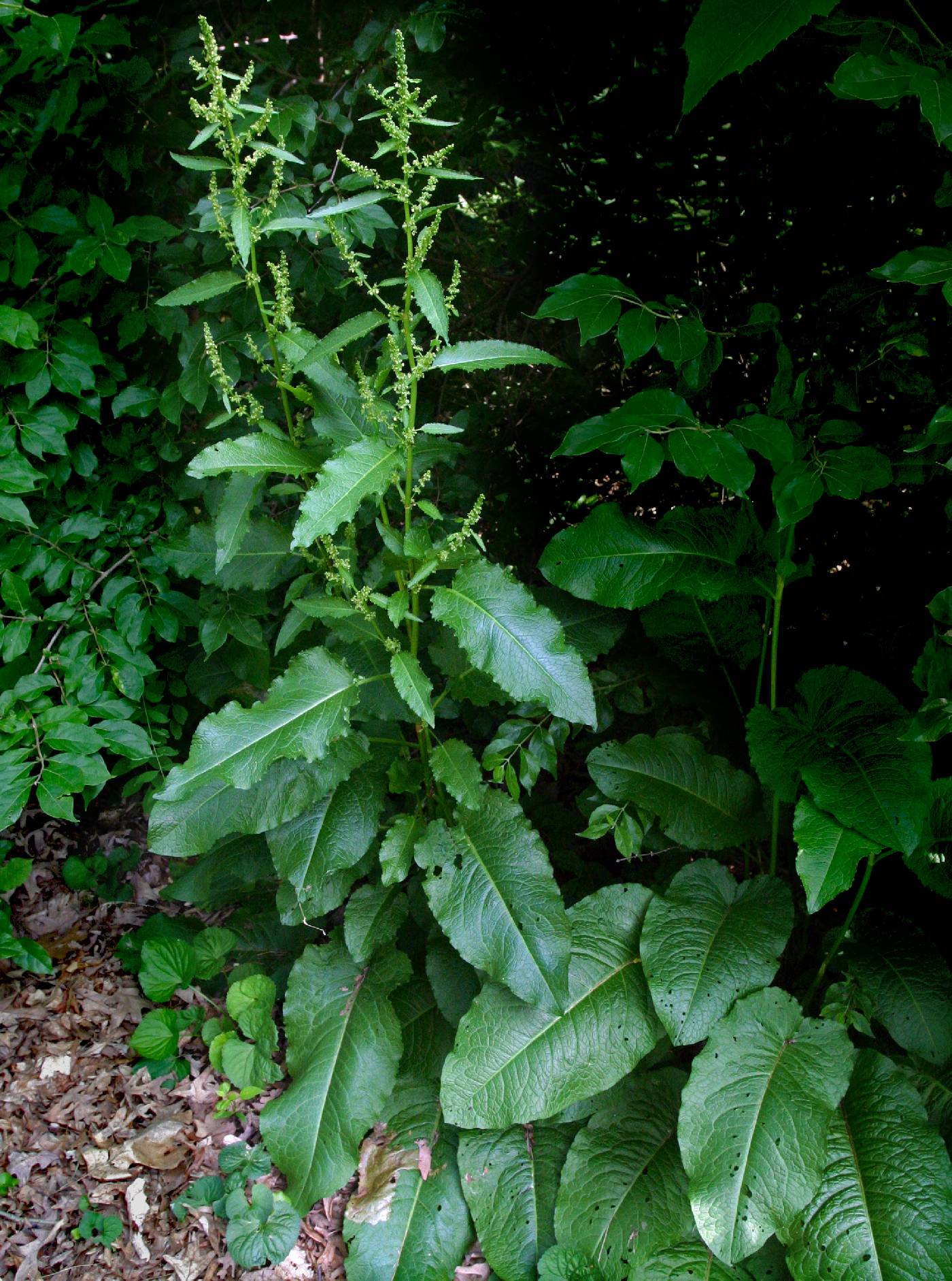 Rumex obtusifolius image