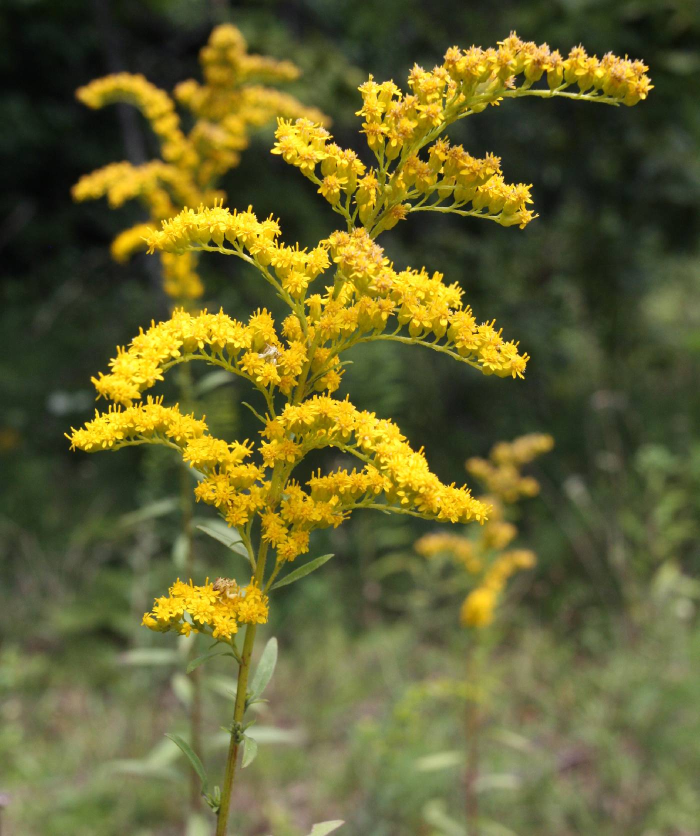 Solidago juncea image