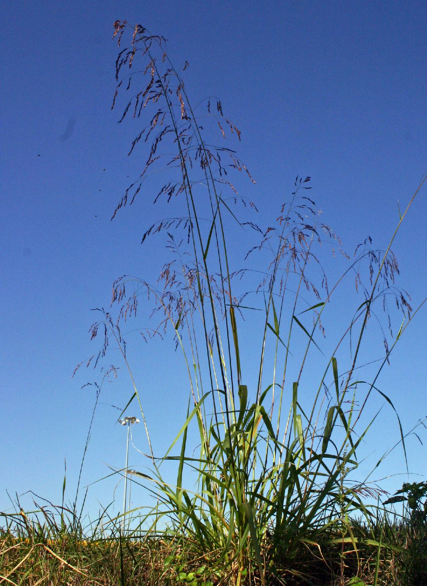 Tridens flavus var. flavus image