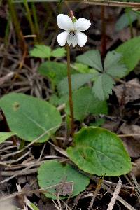 Image of Viola primulifolia