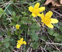 Image of Ranunculus fascicularis