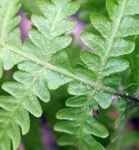 Phegopteris hexagonoptera image